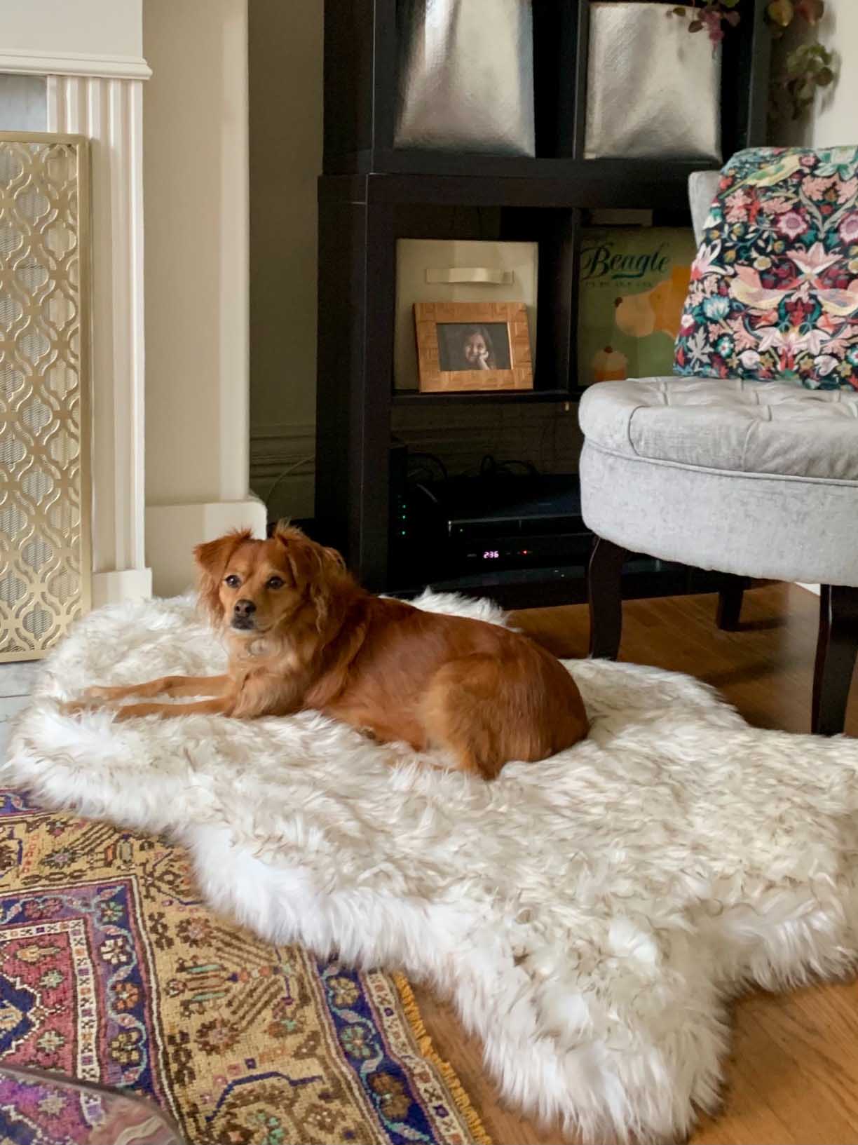 Luxury Fluffy Faux Fur Warm Dog Bed Calming Donut Dog Bed | Anti-Anxiety Faux Fur Shag