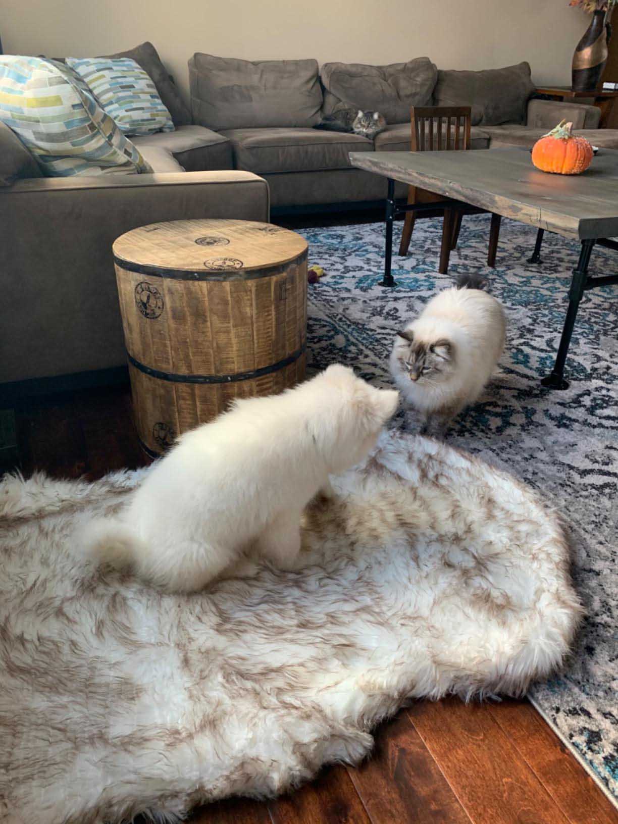 Luxury Fluffy Faux Fur Warm Dog Bed Calming Donut Dog Bed | Anti-Anxiety Faux Fur Shag