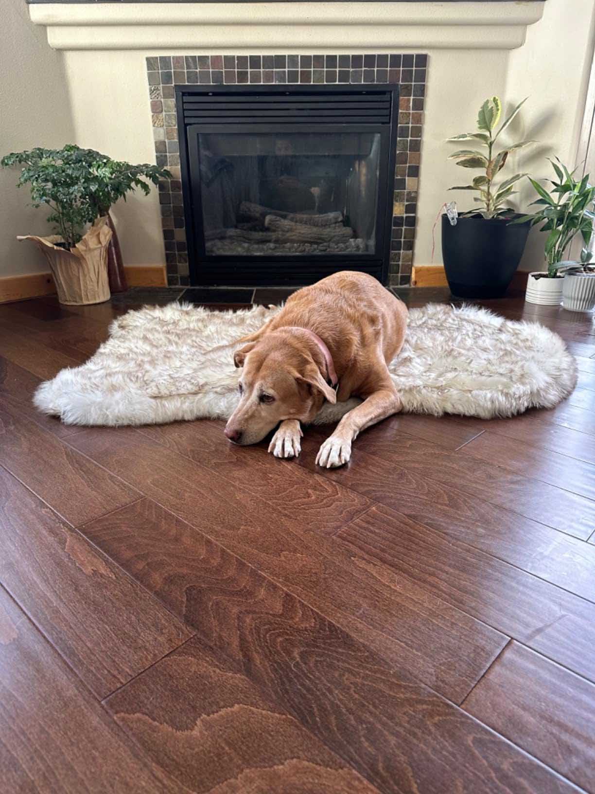 Luxury Fluffy Faux Fur Warm Dog Bed Calming Donut Dog Bed | Anti-Anxiety Faux Fur Shag