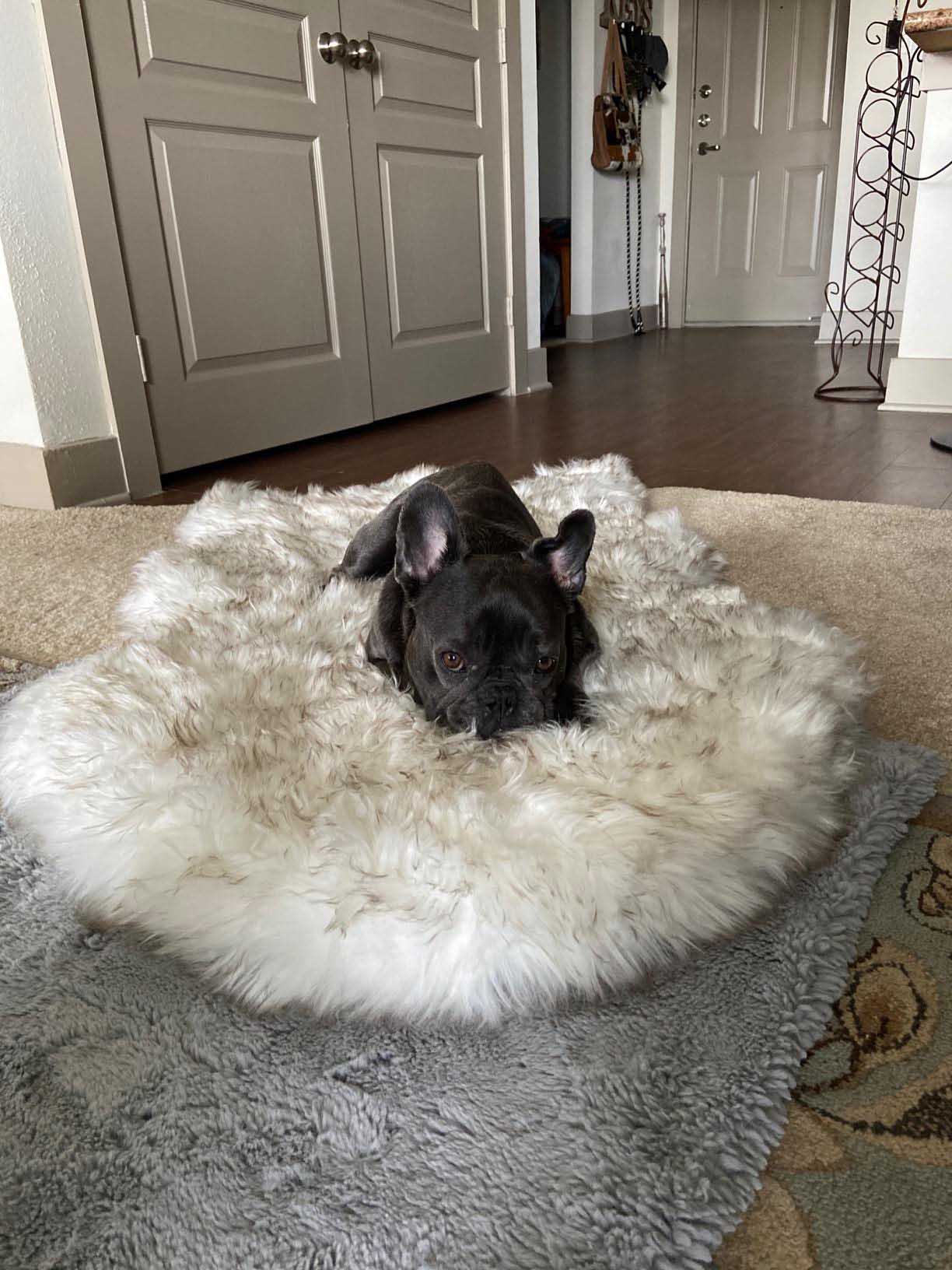 Luxury Fluffy Faux Fur Warm Dog Bed Calming Donut Dog Bed | Anti-Anxiety Faux Fur Shag