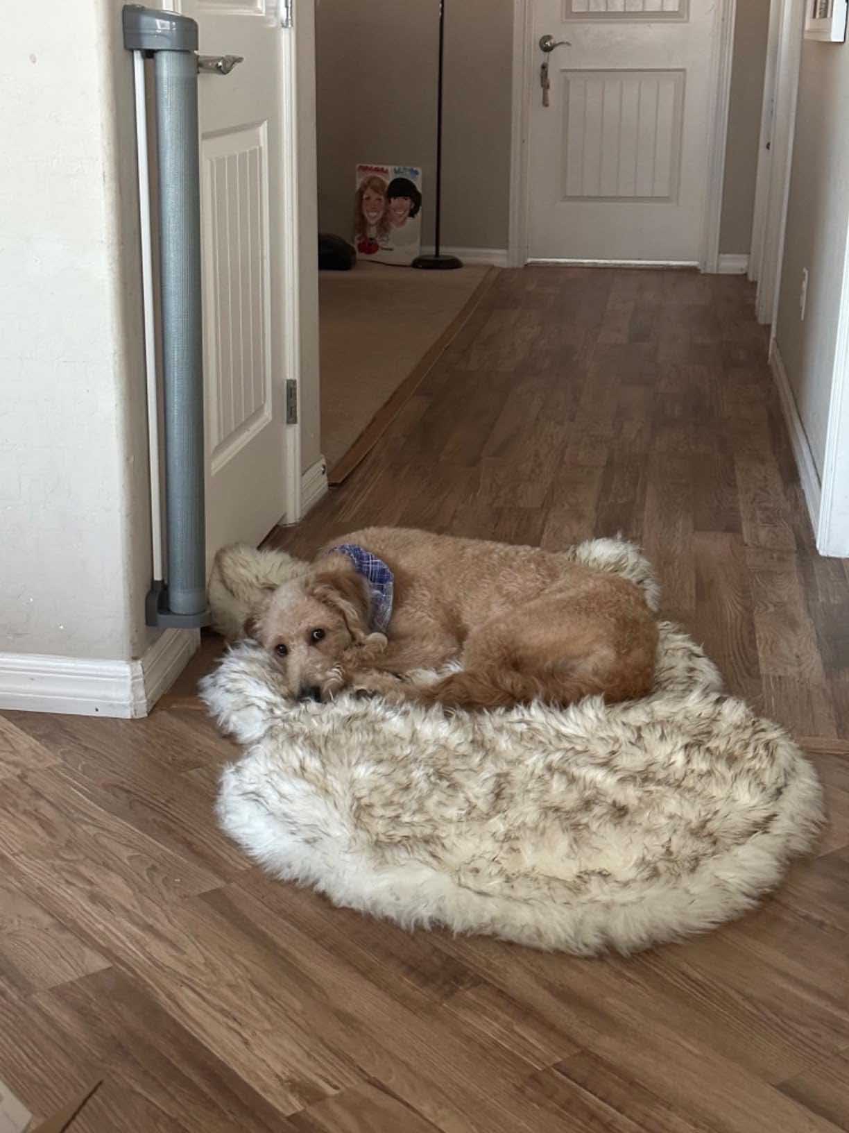 Luxury Fluffy Faux Fur Warm Dog Bed Calming Donut Dog Bed | Anti-Anxiety Faux Fur Shag