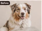 Original uploaded pet photo before customization